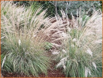 Muhlenbergia Muhlenbergia