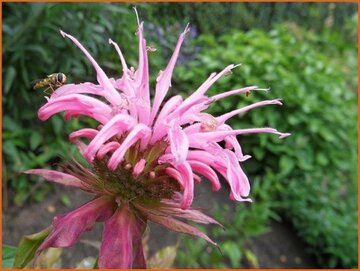 Monarda Monarda