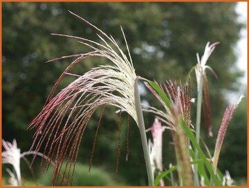 Miscanthus Miscanthus