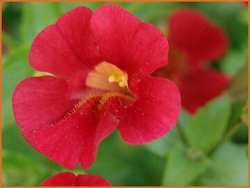 Mimulus Mimulus