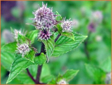 Mentha Mentha