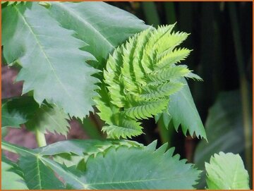 Melianthus Melianthus