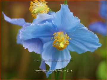 Meconopsis Meconopsis