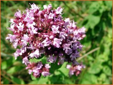 Origanum Origanum