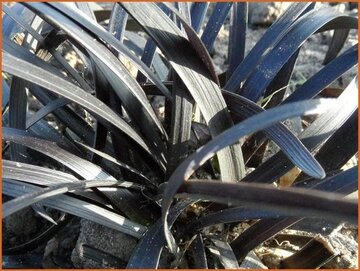 Ophiopogon Ophiopogon