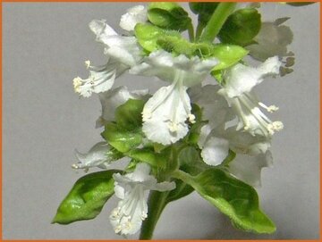Ocimum Ocimum