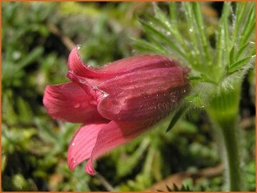 Pulsatilla Pulsatilla