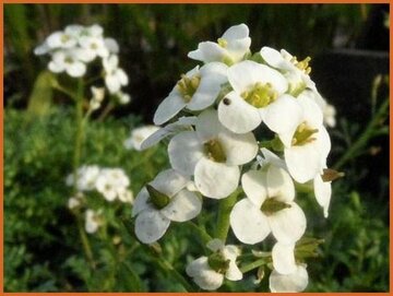 Pritzelago Pritzelago