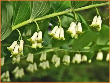 Polygonatum Polygonatum
