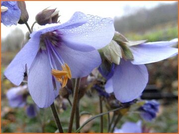 Polemonium Polemonium