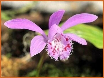Pleione Pleione
