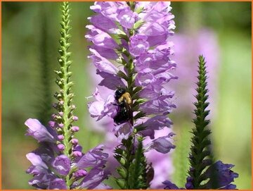 Physostegia Physostegia
