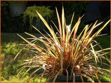 Phormium Phormium