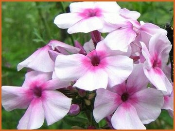 Phlox Phlox
