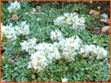 Paronychia Paronychia