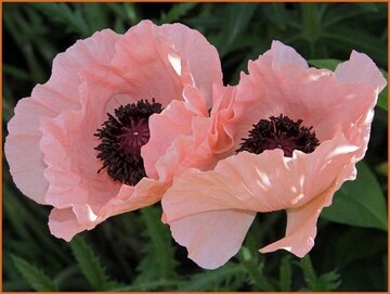 Papaver Papaver