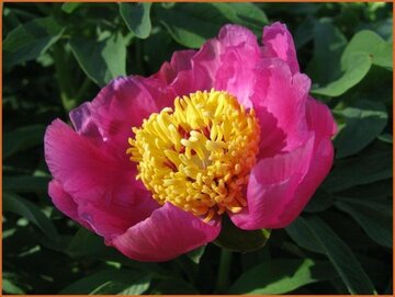 Paeonia Paeonia