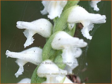 Spiranthes