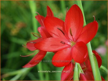 Schizostylis