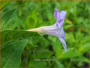 Wilde petunia