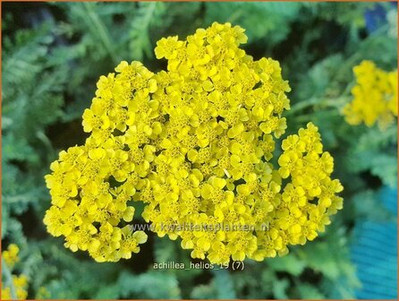 Achillea 'Helios' | Duizendblad | Garbe