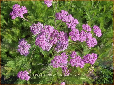 Achillea millefolium 'Lilac Beauty' | Duizendblad | Gewöhnliche Schafgarbe