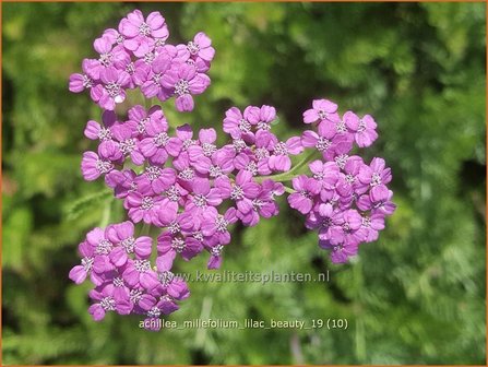 Achillea millefolium 'Lilac Beauty' | Duizendblad | Gewöhnliche Schafgarbe