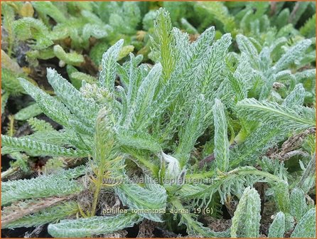 Achillea tomentosa &#039;Aurea&#039; | Duizendblad | Filzige Teppichgarbe