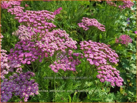 Achillea millefolium &#039;Pink Grapefruit&#039; | Duizendblad | Gew&ouml;hnliche Schafgarbe