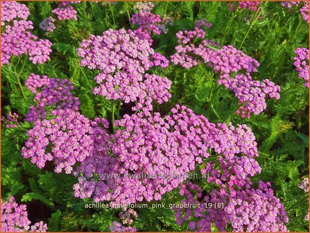 Achillea millefolium &#039;Pink Grapefruit&#039; | Duizendblad | Gew&ouml;hnliche Schafgarbe