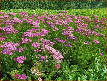 Achillea millefolium &#039;Pink Grapefruit&#039; | Duizendblad | Gew&ouml;hnliche Schafgarbe