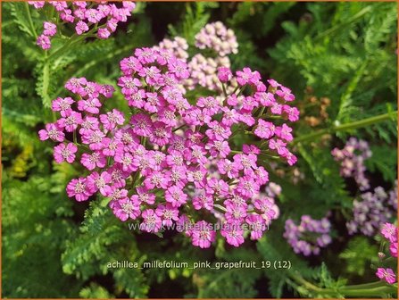 Achillea millefolium &#039;Pink Grapefruit&#039; | Duizendblad | Gew&ouml;hnliche Schafgarbe