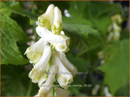 Aconitum septentrionale 'Ivorine' | Monnikskap | Eisenhut
