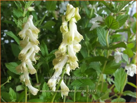 Aconitum septentrionale 'Ivorine' | Monnikskap | Eisenhut