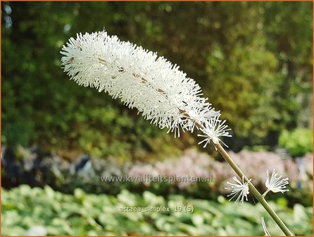 Actaea simplex | Zilverkaars, Oktoberkaars, Christoffelkruid | Oktober-Silberkerze