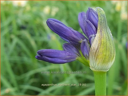 Agapanthus 'Northern Star' | Afrikaanse lelie, Kaapse lelie, Liefdesbloem | Schmucklilie