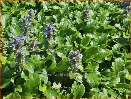 Ajuga reptans | Zenegroen | Kriechender G&uuml;nsel