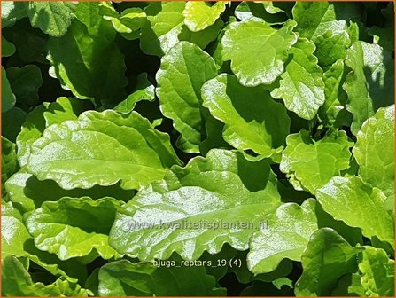 Ajuga reptans | Zenegroen | Kriechender G&uuml;nsel