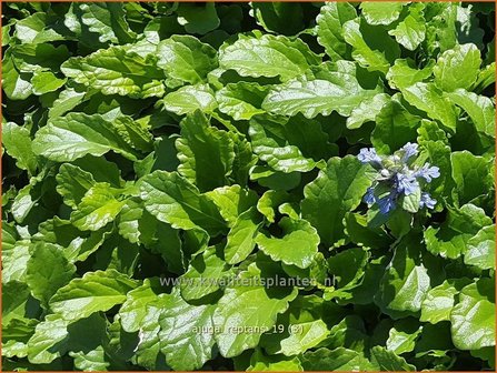 Ajuga reptans | Zenegroen | Kriechender G&uuml;nsel