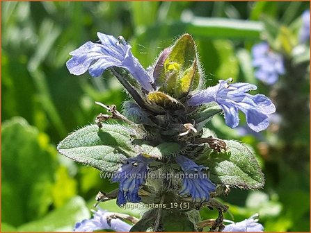 Ajuga reptans | Zenegroen | Kriechender G&uuml;nsel
