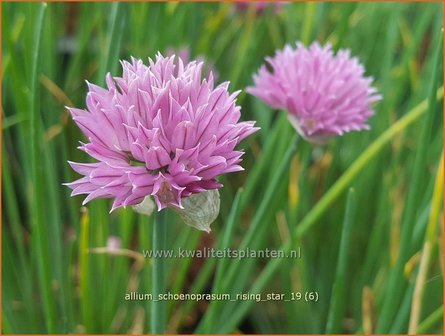 Allium schoenoprasum 'Rising Star' | Bieslook, Look | Schnittlauch