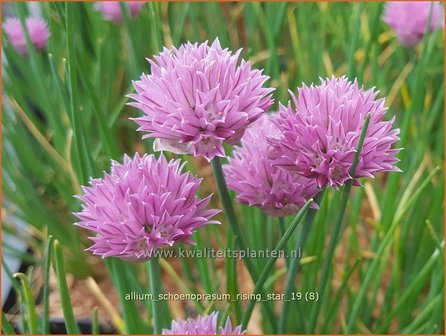 Allium schoenoprasum &#039;Rising Star&#039; | Bieslook, Look | Schnittlauch