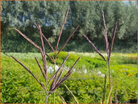 Andropogon hallii &#039;Purple Konza&#039; | Baardgras | Blauhalm | Sand Bluestem