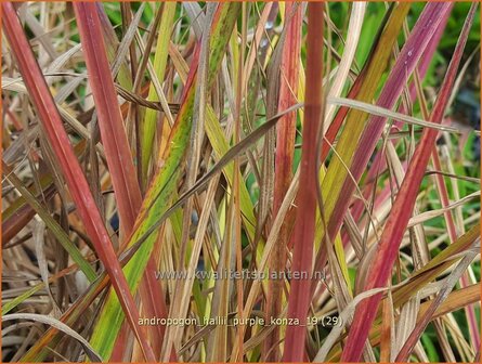 Andropogon hallii &#039;Purple Konza&#039; | Baardgras | Blauhalm | Sand Bluestem