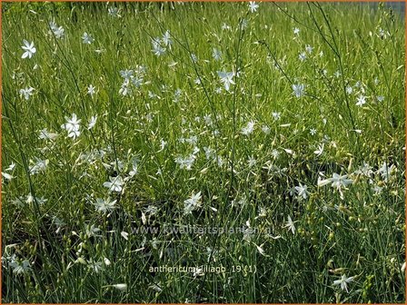 Anthericum liliago | Berglelie, Graslelie | Astlose Graslilie