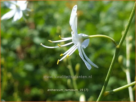 Anthericum ramosum | Berglelie, Graslelie | &amp;#x00c4;stige Graslilie