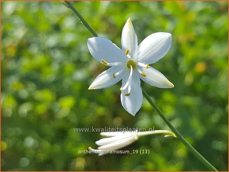 Anthericum ramosum | Berglelie, Graslelie | &amp;#x00c4;stige Graslilie