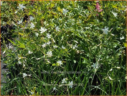 Anthericum ramosum | Berglelie, Graslelie | &amp;#x00c4;stige Graslilie