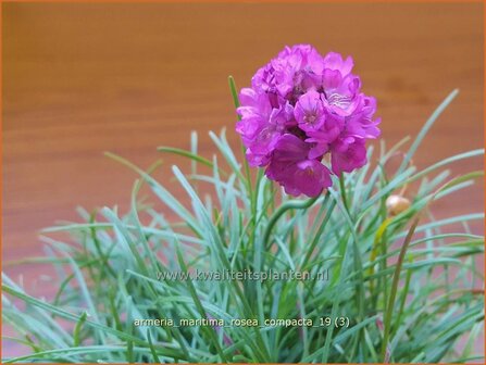 Armeria maritima &#039;Rosea Compacta&#039; | Engels gras | Strand-Grasnelke