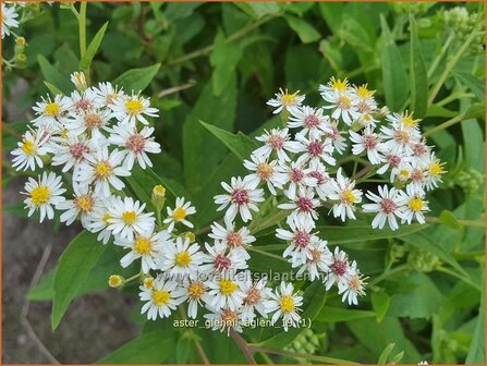 Aster glehnii &#039;Agleni&#039; | Aster | Ostasiatische Wiesen-Aster